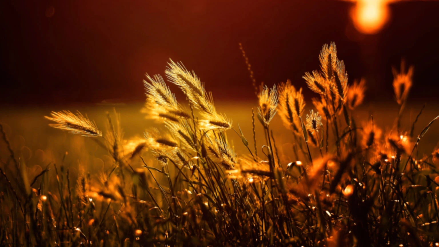 Sella, Swarna Rice