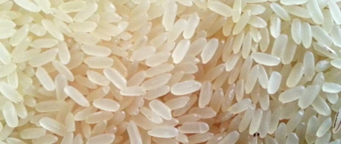 IR 8 (Non-Basmati Rice)